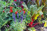 Swiss chard and mealy sage, Salvia farinacea Victoria, Beta vulgaris Vulkan, Dahlia variabilis Mignon 