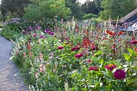 Zinnia elegans Royal Purple, Zinnia elegans Benarys Giant Wine Red, Cosmos peucedanifolius Flamingo, Salvia farinacea Silver, Penstemon hartwegii Giganteus, Tanacetum parthenium Tetraweiss, Pennisetum villosum, Verbena bonariensis, Pennisetum macrourum, Zinnia elegans Lime, Scabiosa atropurpurea Chile Black 