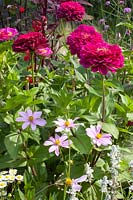 Bed with Zinnia elegans Benarys Giant Wine Red, Cosmos peucedanifolius Flamingo 