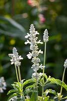 Mealy sage, Salvia farinacea Silver 