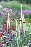 Verbena bonariensis,Pennisetum macrourum 