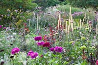 Verbena bonariensis, Pennisetum macrourum, Lobelia fulgens Red Tower, Zinnia elegans Lime, Pennisetum villosum, Zinnia elegans Royal Purple, Tanacetum parthenium Tetrawhite 