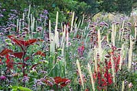 Verbena bonariensis, Pennisetum macrourum, Lobelia fulgens Red Tower, Zinnia elegans Lime, Pennisetum villosum 