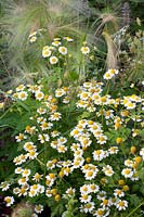 Feverfew, Tanacetum parthenium Tetraweiss, Pennisetum villosum 