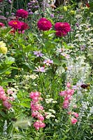 Bed with Zinnia elegans Benarys Giant Wine Red, Penstemon hartwegii Giganteus, Salvia farinacea Silver, Cosmos peucedanifolius Flamingo, Tanacetum parthenium Tetraweiss, Verbena bonariensis 