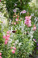 Penstemon hartwegii Giganteus, Salvia farinacea Silver, Cosmos peucedanifolius Flamingo, Tanacetum parthenium Tetraweiss 