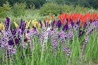 Bed with gladiolas, Gladiolus 