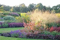 Molinia arundinacea Transparent, Salvia nemorosa Negrito, Sedum telephium Karfunkelstein, Heuchera Chocolate Ruffles, Helianthus decapetalus Capenoch Star, Eupatorium fistulosum Glutball 