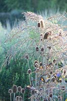 Molinia caerulea, Moorgrass 