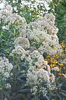 White agrimony, Eupatorium fistulosum 