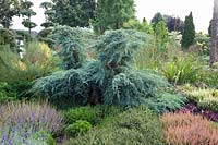 Heather garden with juniper, Juniperus, Calluna 