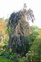 Weeping beech, Fagus sylvatica Purpurea Pendula 