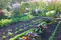 Autumnal vegetable garden with chard and lamb's lettuce, Beta vulgaris, Valerianella locusta 