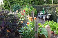 Seating area in the vegetable garden, Brassica oleracea Redbor, Dahlia, Tropaeolum majus 