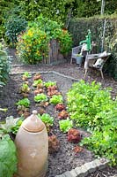 Seating in the vegetable garden, Tropaeolum majus, Lactuca sativa 