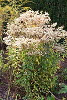 Seed head of the umbrella aster, Aster umbellatus 