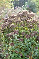 Seed head of Eupatorium maculatum 