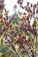 Seed head of false aster, Vernonia angustifolia 