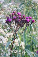 False aster, Vernonia 