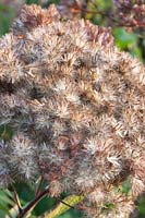 Seed head of Eupatorium maculatum giant umbrella 