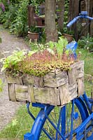 Box with saxifrage, Saxifraga 