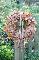 Wreath of oak leaves and acorn caps, Quercus rubra 