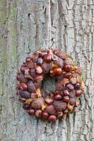 Wreath of leaves, fruits and shells of the horse chestnut, Aesculus hippocastanum 