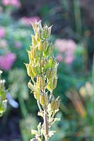 Seed head of monkshood, Aconitum ferox 