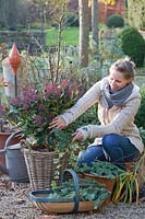 Winter protection for Skimmia in basket, Skimmia japonica Rubella 