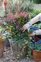 Winter protection for Skimmia japonica Rubella in the basket 