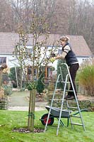 Woman pruning apple tree in winter, Malus domestica Topaz 