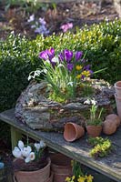 Wreath of bark with bulbous plants, Crocus vernus Flower Record, Galanthus nivalis, Eranthis hyemalis 