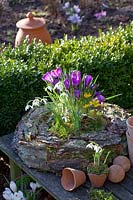 Wreath of bark with bulbous plants, Crocus vernus Flower Record, Galanthus nivalis, Eranthis hyemalis 