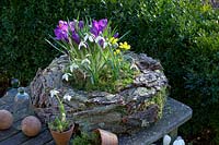 Wreath of bark with bulbous plants, Crocus vernus Flower Record, Galanthus nivalis, Eranthis hyemalis 