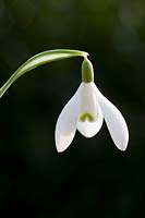 Snowdrop, Galanthus nivalis 