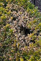 Boxwood fungus in hedge, Cylindrocladium buxicola 