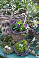 Sweet violet and skimmia, Viola odorata Miracle, Skimmia japonica Fructo Albo 