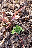 Sprouting of false aster, Vernonia fasciculata 