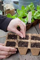 Sowing lettuce in seed pots, pilling lettuce, STEP 5 