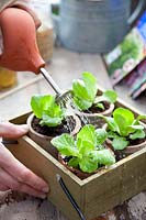Growing lettuce in clay pots, young plants, Lactuca sativa Salanova 