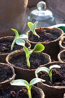 Seedlings of zucchini, Cucurbita pepo Striato d'Italia 