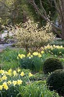 Daffodils and false hazel, Narcissus, Corylopsis spicata 