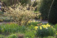 Daffodils and false hazel, Narcissus, Corylopsis spicata 