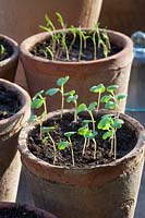 Seedlings of rocket and dill in pots, Eruca sativa, Anethum graveolens, STEP 6 