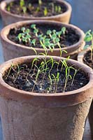 Seedlings of dill and basil in pots, Anethum graveolens, Ocimum basilicum, STEP 6 