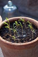 Seedlings of dill in pot, Anethum graveolens, STEP 6 