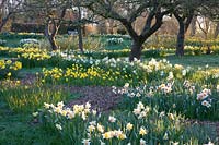 Daffodils under trees, Narcissus Professor Einstein, Narcissus cyclamineus Jetfire, Narcissus Replete 