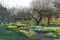 Daffodils under apple trees, Malus domestica, Narcissus Professor Einstein, Narcissus cyclamineus Jetfire, Narcissus Replete 