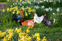 Chickens in daffodil meadow 