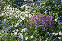 Bed with daffodils, Narcissus, spring vetch, Caucasian forget-me-not, Lathyrus vernus, Brunnera macrophylla, Brunnera macrophylla Betty Bowring 